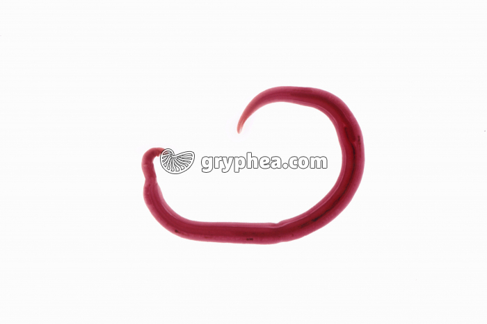 Schistosome mâle x5 - gryphea.com